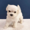 Photo №1. maltese dog - for sale in the city of Валенсия | 423$ | Announcement № 126698