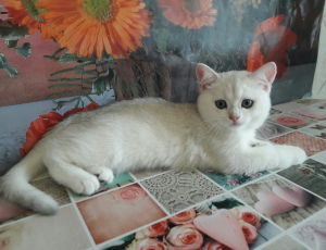 Photo №2 to announcement № 3054 for the sale of british shorthair - buy in Ukraine breeder