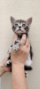 Photo №2 to announcement № 11902 for the sale of american shorthair - buy in Ukraine breeder