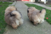 Photo №3. Pekingese puppies. Serbia