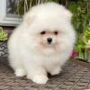 Additional photos: Pomeranian puppies for sale.