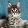 Photo №2 to announcement № 100088 for the sale of maine coon - buy in Netherlands 