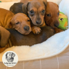 Photo №2 to announcement № 28344 for the sale of dachshund - buy in Italy from nursery, breeder