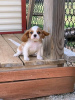 Photo №4. I will sell cavalier king charles spaniel in the city of London. private announcement - price - 468$
