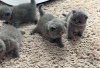 Photo №1. british shorthair - for sale in the city of Berlin | Is free | Announcement № 99789