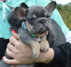 Photo №1. french bulldog - for sale in the city of St. Petersburg | 781$ | Announcement № 115984