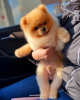 Photo №2 to announcement № 84854 for the sale of pomeranian - buy in Serbia 