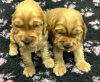 Additional photos: English Cocker Spaniel puppies