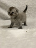 Photo №1. scottish fold - for sale in the city of Vinnitsa | 182$ | Announcement № 10640