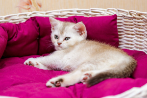 Photo №3. Scottish kitty. Belarus
