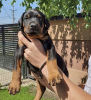 Photo №4. I will sell dobermann in the city of Гамбург. private announcement, from nursery, from the shelter, breeder - price - 528$