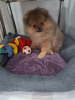 Photo №2 to announcement № 36060 for the sale of pomeranian - buy in Belarus breeder