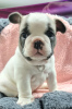 Photo №1. french bulldog - for sale in the city of Berlin | Is free | Announcement № 98238