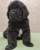 Photo №2 to announcement № 8790 for the sale of newfoundland dog - buy in Ukraine breeder