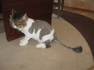 Photo №1. Service of the groomer in the city of Balakovo. Price - 13$. Announcement № 5205