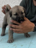 Photo №4. I will sell anatolian shepherd in the city of Šid.  - price - negotiated