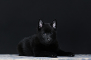 Photo №3. Schipperke male. Ukraine