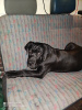 Photo №2 to announcement № 77437 for the sale of cane corso - buy in Poland private announcement