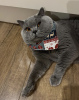 Photo №2 to announcement № 103834 for the sale of british shorthair - buy in Germany private announcement, from nursery