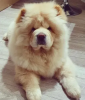 Photo №4. I will sell chow chow in the city of Zlín.  - price - Is free