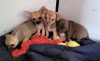 Photo №1. chihuahua - for sale in the city of Nuremberg | negotiated | Announcement № 31943