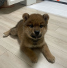 Photo №1. shiba inu - for sale in the city of Prague | negotiated | Announcement № 111758