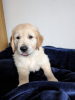 Photo №2 to announcement № 104122 for the sale of golden retriever - buy in Germany private announcement