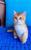 Photo №2 to announcement № 84058 for the sale of british shorthair - buy in United States 