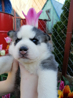Photo №1. siberian husky - for sale in the city of Minsk | 300$ | Announcement № 2307