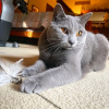 Photo №2 to announcement № 123137 for the sale of chartreux - buy in France breeder