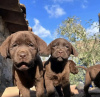 Photo №4. I will sell labrador retriever in the city of Гамбург. private announcement, from nursery, from the shelter, breeder - price - 1057$