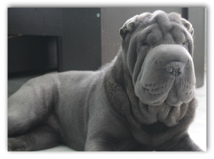 Photo №3. Kennel & quot; PLESKOV LEGEND & quot; offers puppies Sharpei. Russian Federation