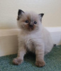 Photo №2 to announcement № 100290 for the sale of ragdoll - buy in Germany 