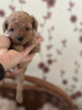 Photo №1. poodle (toy) - for sale in the city of Belgrade | negotiated | Announcement № 93601