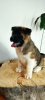 Additional photos: American Akita puppies