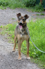 Photo №3. A well-mannered, smart, beautiful teenage puppy is looking for a home.. Russian Federation