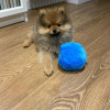 Additional photos: Pomeranian baby