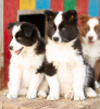 Additional photos: Yakutian Laika puppies (last litter)