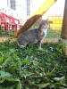 Photo №3. Young cat Masya is looking for a home.. Russian Federation