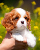 Photo №2 to announcement № 80864 for the sale of cavalier king charles spaniel - buy in Germany private announcement