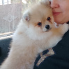 Photo №1. pomeranian - for sale in the city of Krivoy Rog | 1000$ | Announcement № 13901