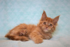 Photo №1. maine coon - for sale in the city of Volgograd | negotiated | Announcement № 12545