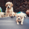 Photo №1. golden retriever - for sale in the city of Jersey City | 760$ | Announcement № 36961