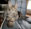 Photo №3. Healthy cute adorable Maine coon kittens available now for sell. United States