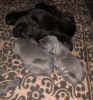 Photo №2 to announcement № 67576 for the sale of cane corso - buy in Austria private announcement