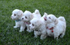 Photo №1. maltese dog - for sale in the city of Kreivilä | Is free | Announcement № 124064