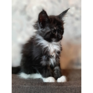 Photo №4. I will sell maine coon in the city of Москва. private announcement - price - 325$
