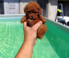 Additional photos: Toy Poodle puppies