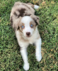 Photo №1. australian shepherd - for sale in the city of Cheb | 359$ | Announcement № 123711