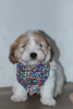 Additional photos: Havanese bichon puppies